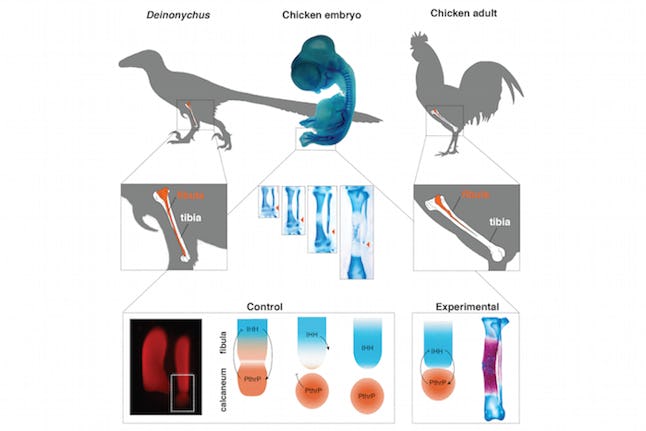 evolution of chickens from dinosaurs