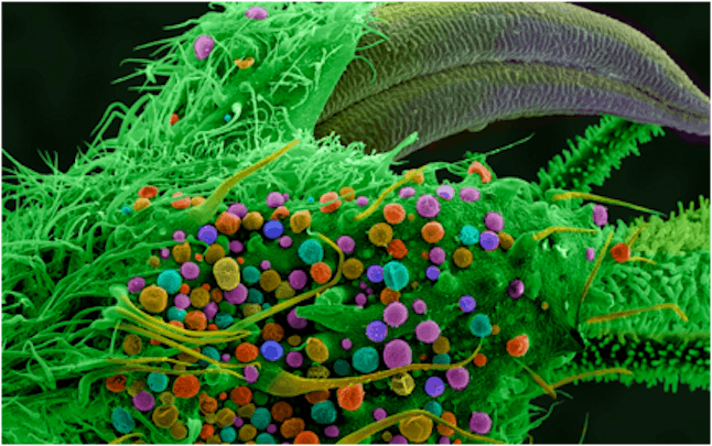 Marijuana Under A Microscope These Ultra Close Up Images Might Just Blow Your Mind