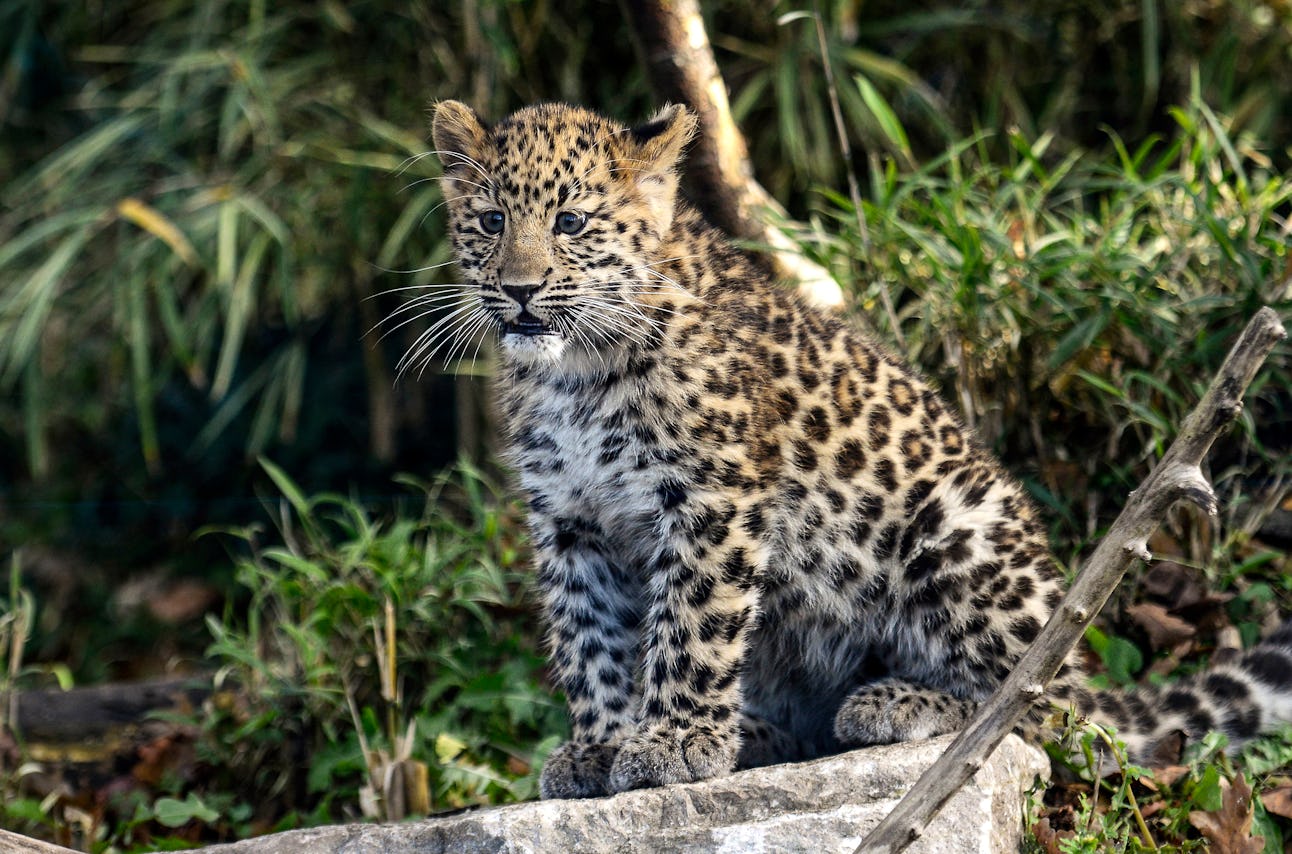 10 Magnificent Animals That Will Most Likely Go Extinct in Your Lifetime