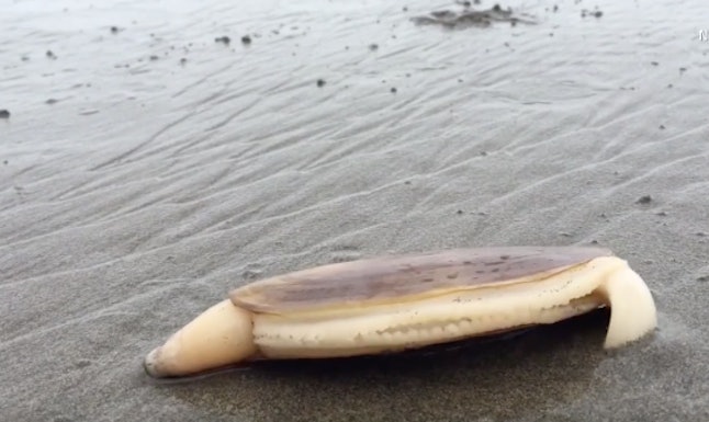 A strange viral video of a clam at the beach won our hearts — only to ...