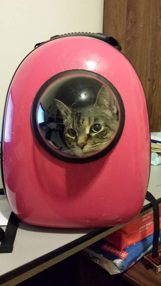 cat carrier with bubble window