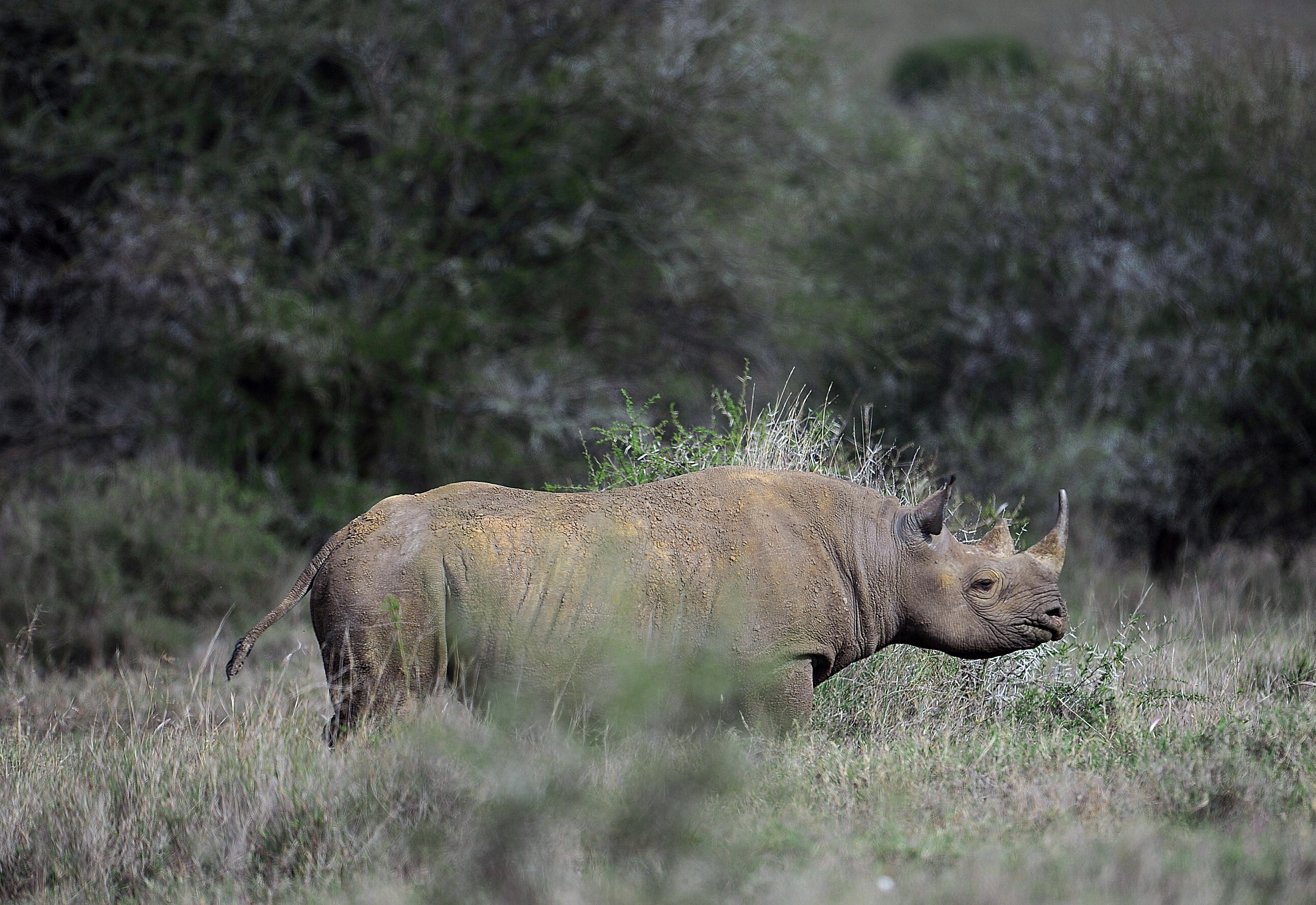 rhino 7 fake