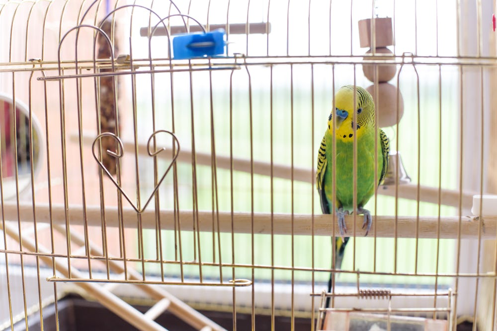 Save money on pets These 5 affordable animals are among the cheapest
