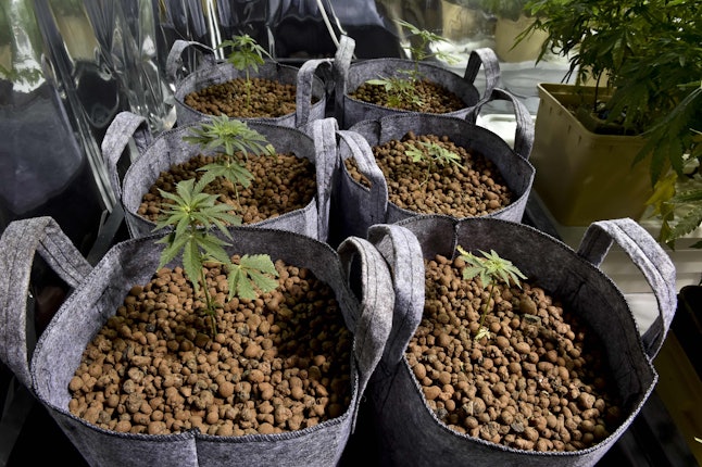 Marijuana Legalization in Kentucky New Bill Aims to Legalize Weed in 2017