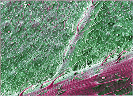 Marijuana Under A Microscope These Ultra Close Up Images Might Just Blow Your Mind