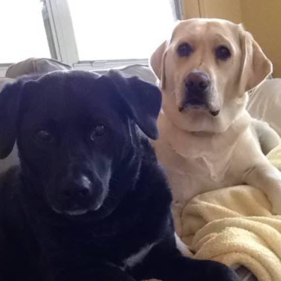 Save money on pets These 5 affordable animals are among the cheapest