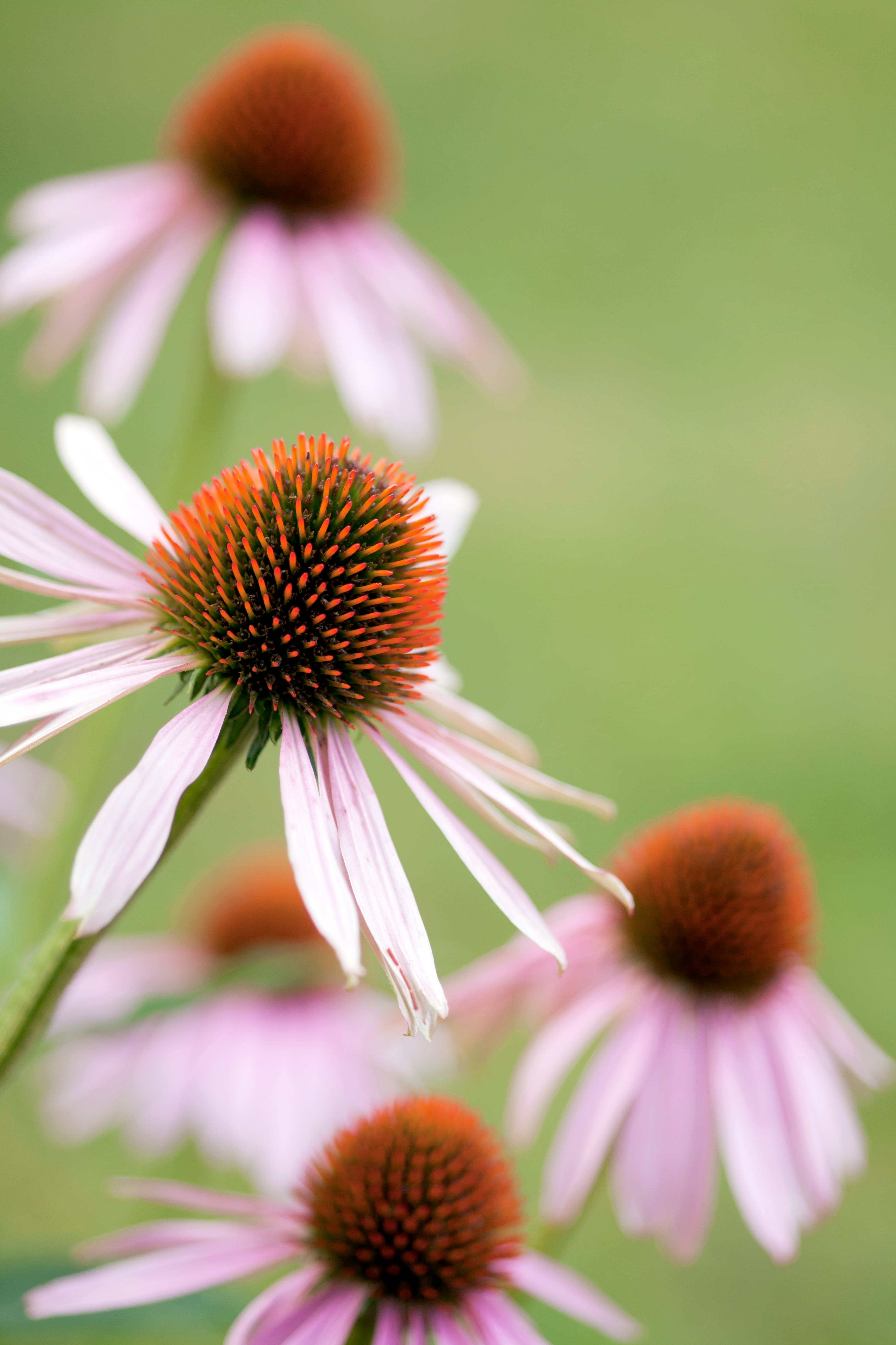 Can echinacea really help you prevent COVID19?