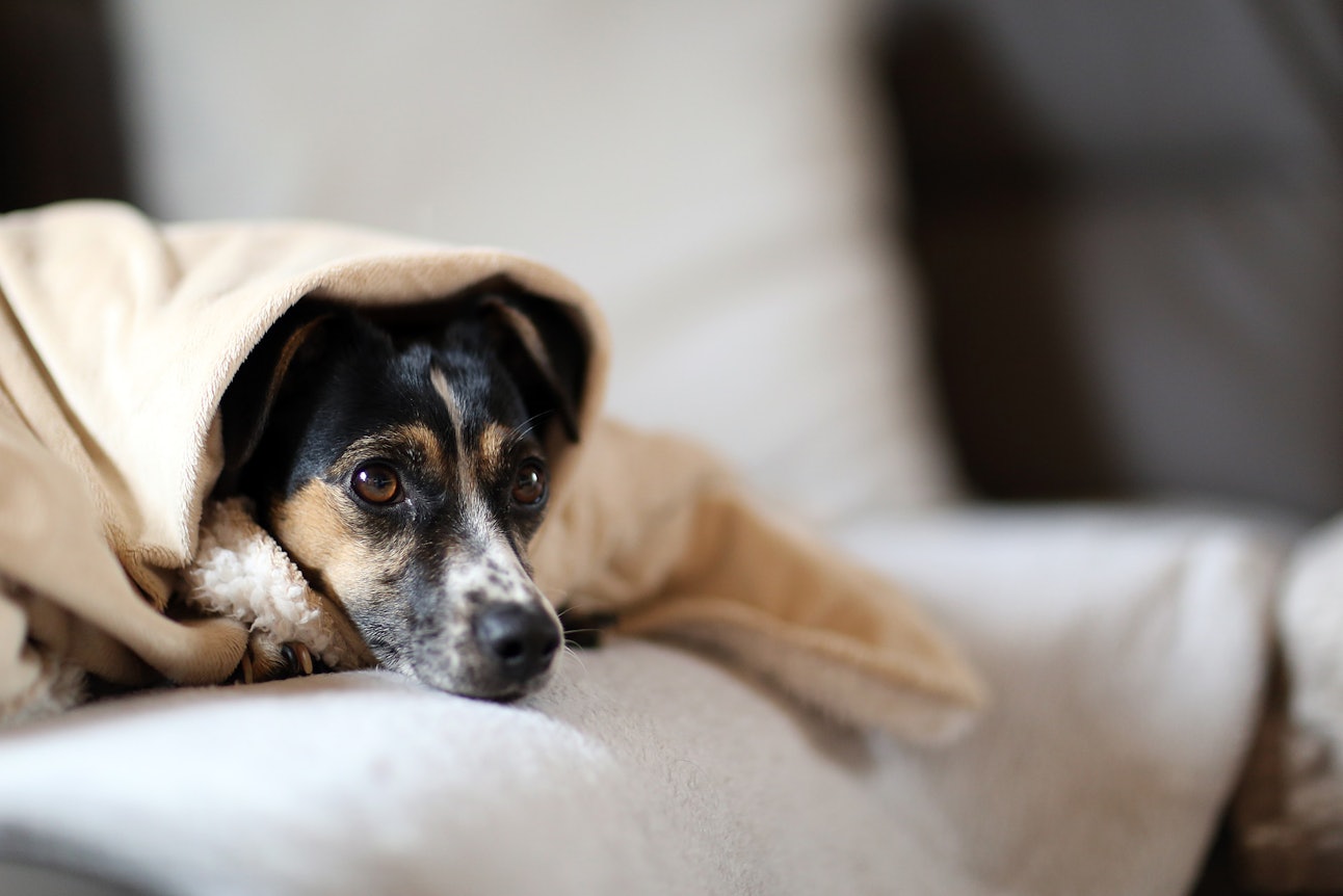 Do weighted blankets help dogs' anxiety?