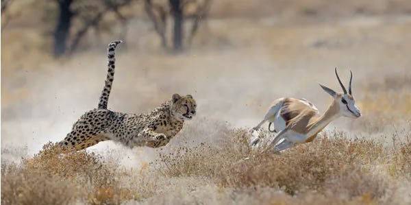 Human stress response was designed to cope with short-term threats like predator attacks, not the chronic stress of things like COVID-19. (Shutterstock)