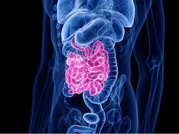Nutrients get absorbed into your bloodstream — or not — as digestion occurs in your small intestine. 