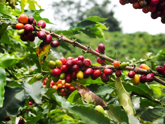 How bad is coffee for the environment?