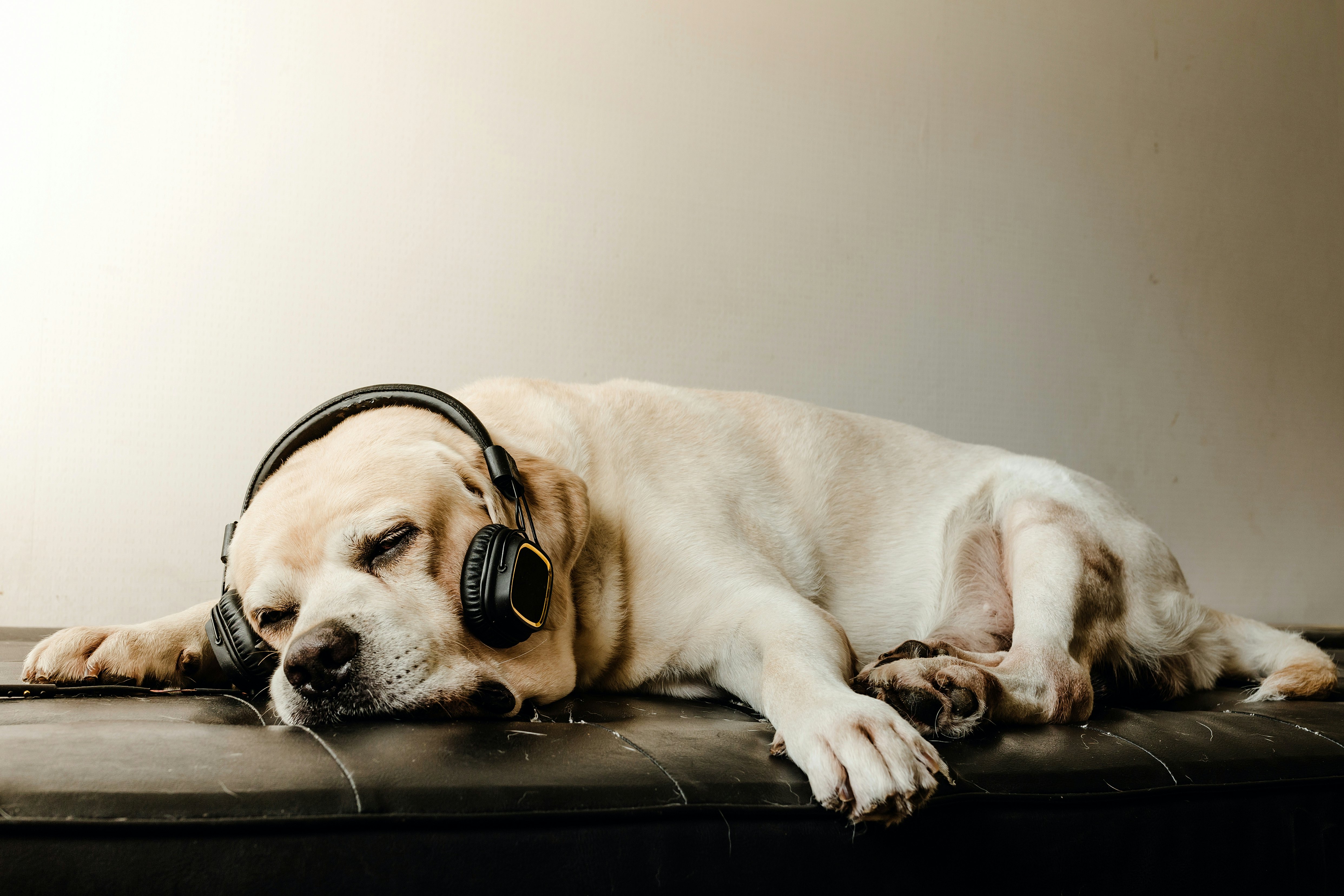 dog likes spanish music