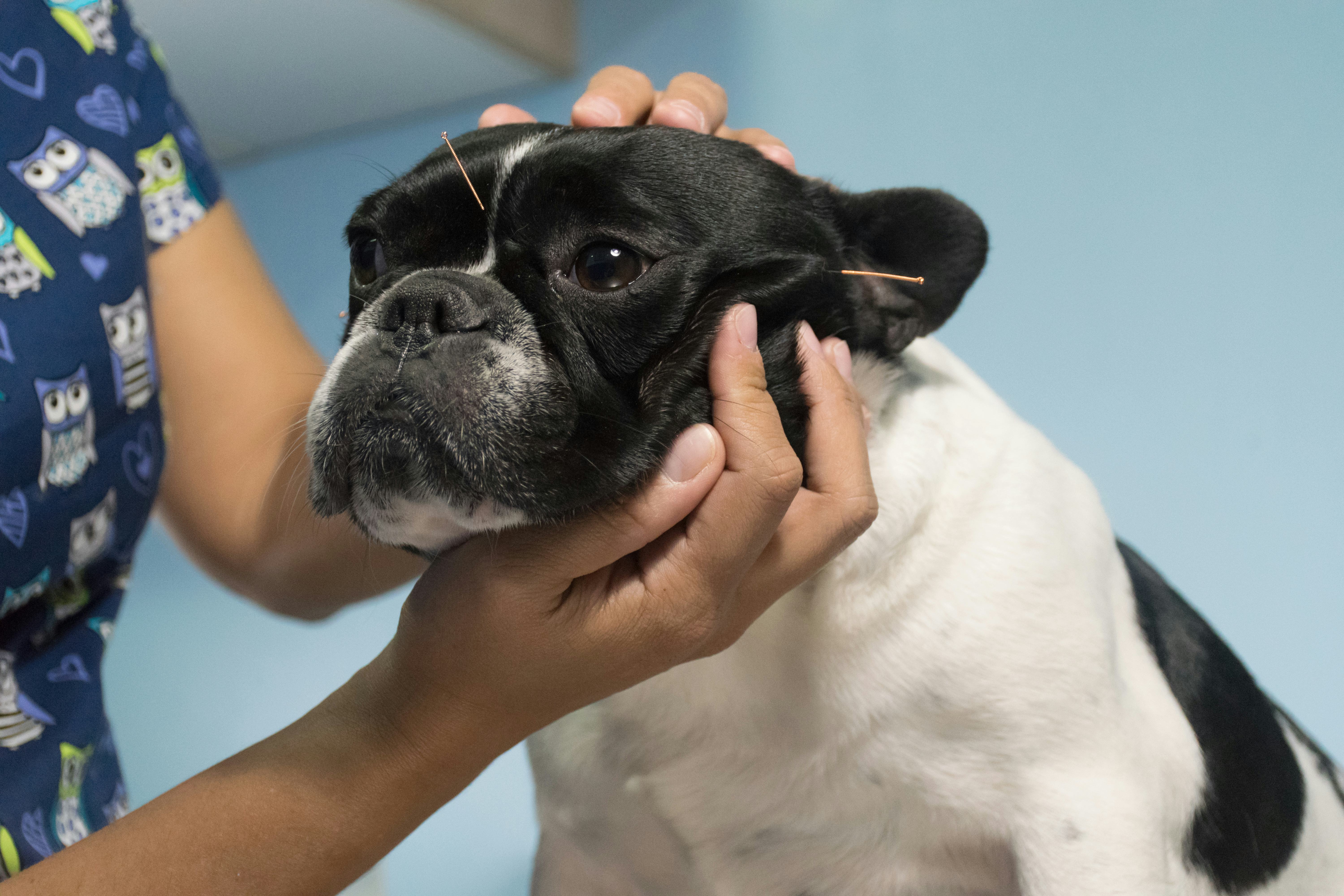Dog acupuncture is a thing. But does sticking needles in your pet